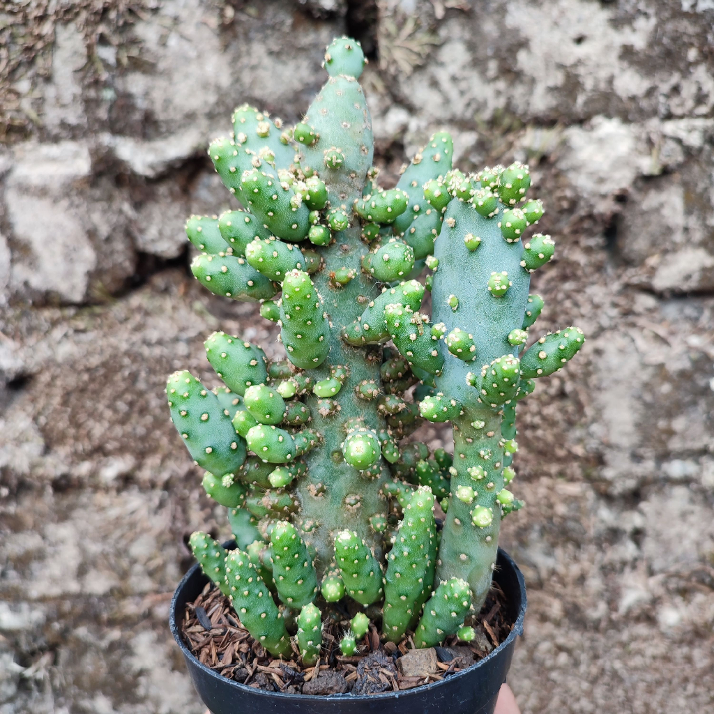 Opuntia Monbusta | Monachanta x Robusta | DP 10 Cm | Kaktus