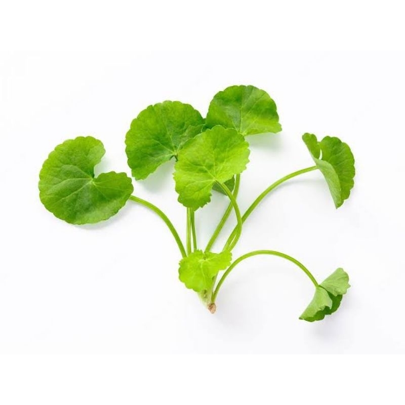 Tanaman herbal daun pegagan rimbun