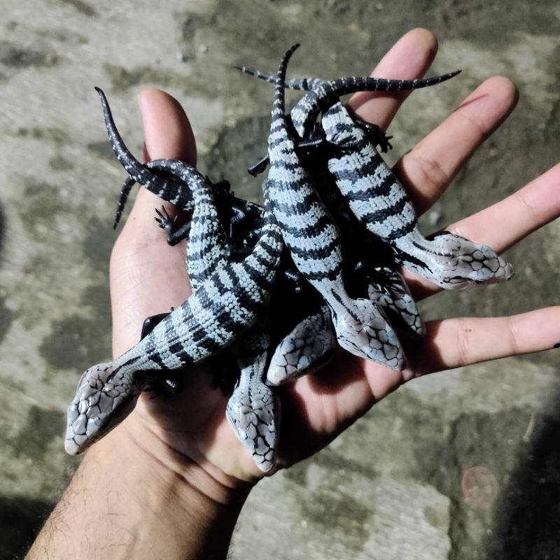 blue tongue skink kadal bts axanthic no iguana tegu