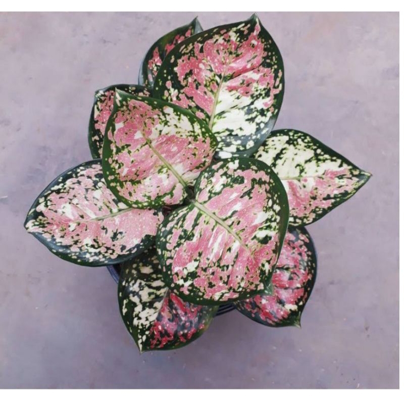 Aglonema tricolor