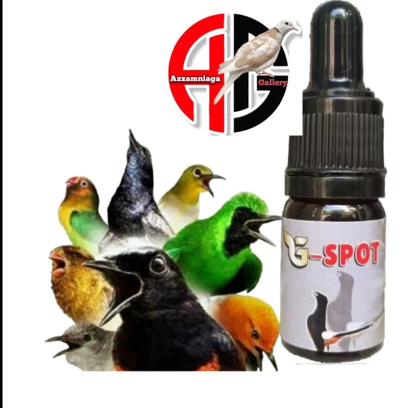 G SPOT METABOLISME PENGGACOR BURUNG MURAI KACER BURUNG PLECI