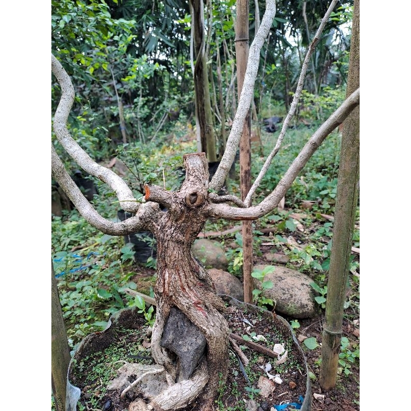 bahan bonsai sancang on the rock