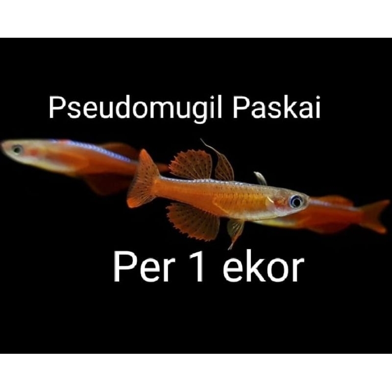 Pseudomugil paskai, per 1 ekor ikan hias air tawar aquarium aquascape