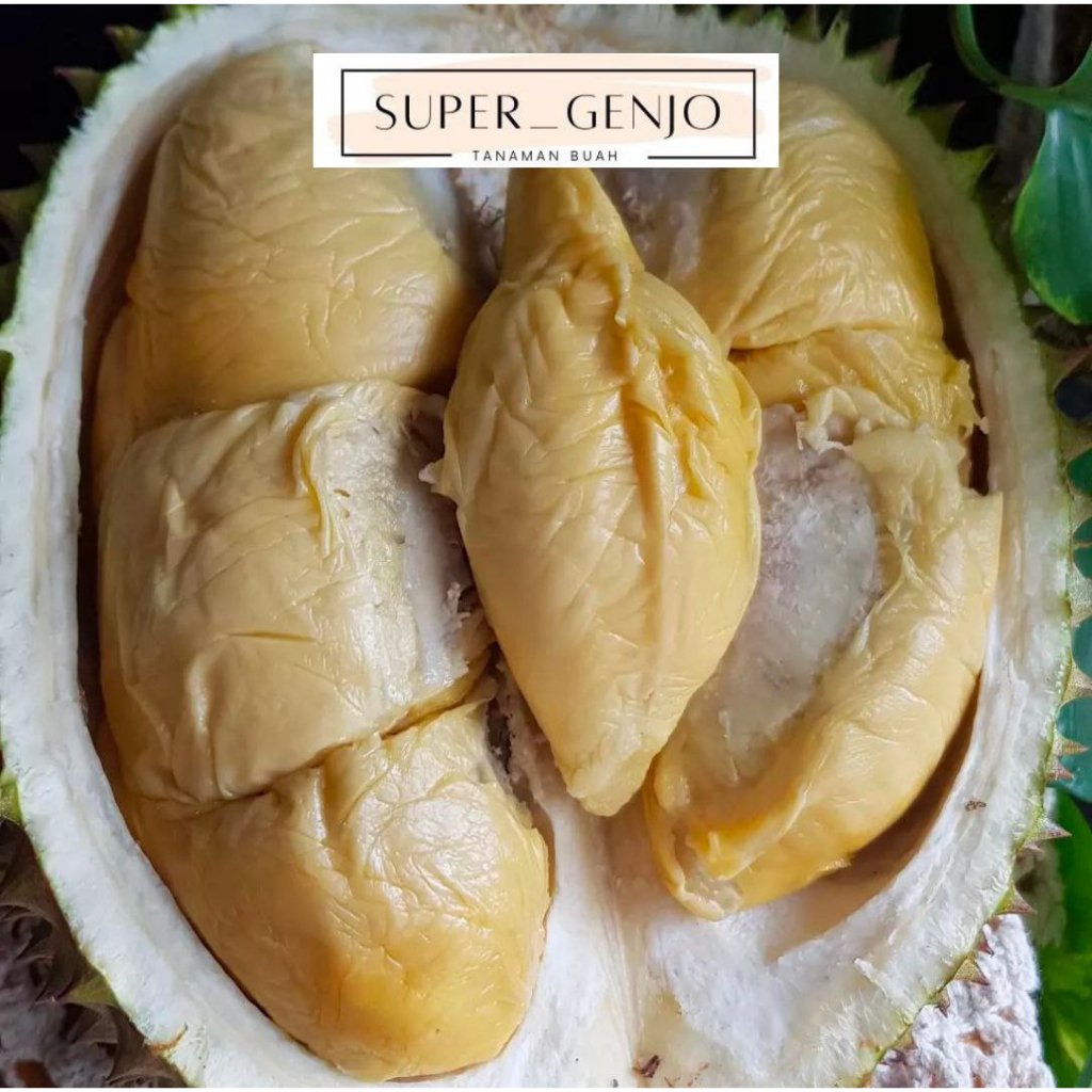 Bibit Durian Tembaga Super kaki 3