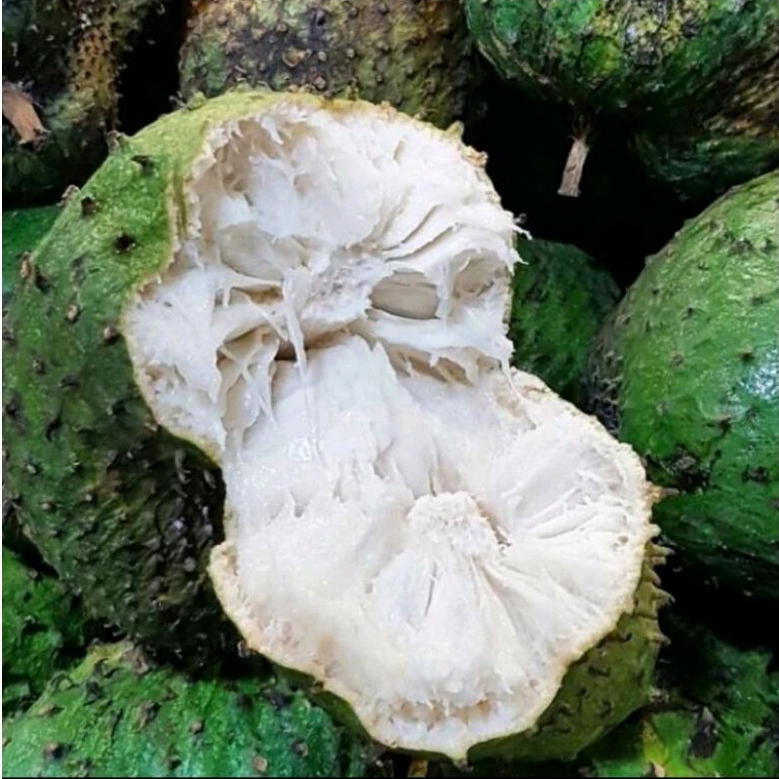 

BUAH SIRSAK SEGAR 1 BUAH