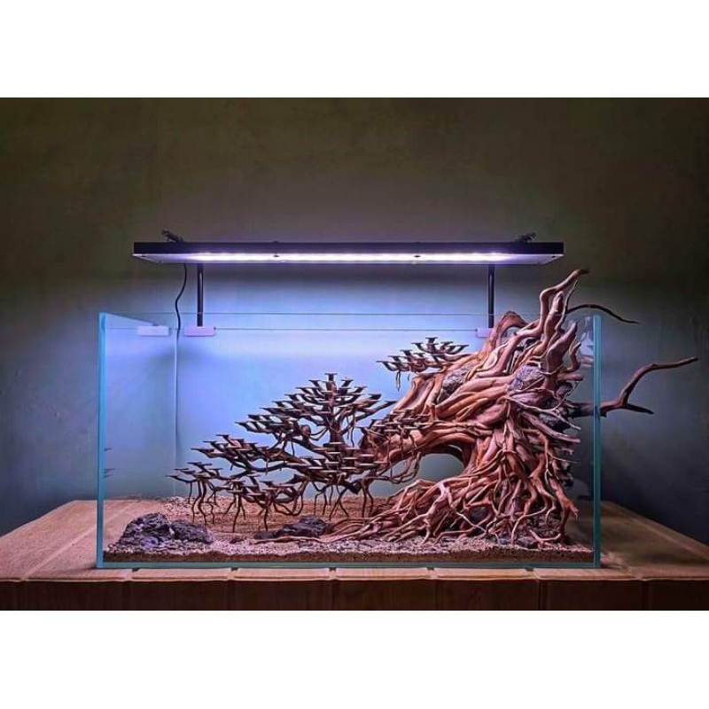 Request Bonsai / Hardscape Aquascape