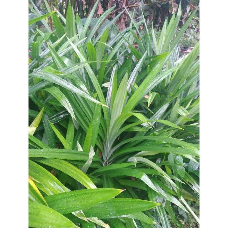 

Daun pandan wangi Fressh