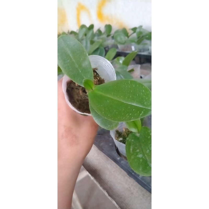 Anggrek bulan remaja