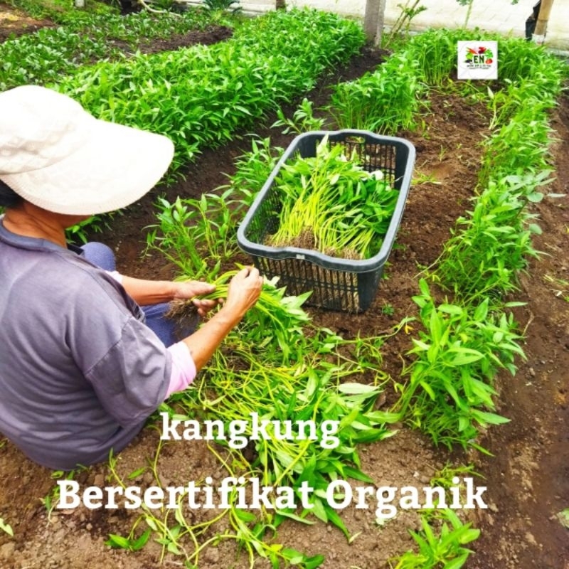 

1pc Sayur Kangkung 100% Sertifikat Vegetable Murah Sehat Healthy Life Grosir Supermarket