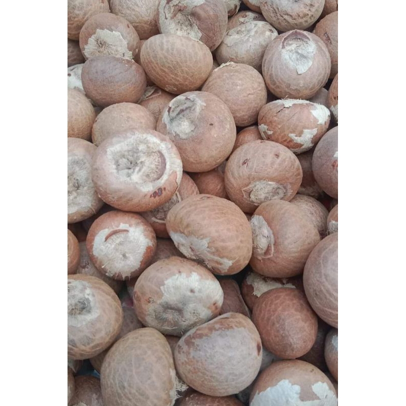 

BIJI PINANG KERING SUPER 1KILO LANGSUNG DARI PETANI