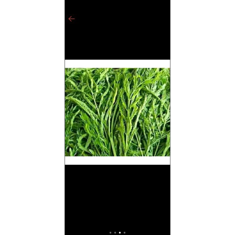 

daun petai cina segar 200gram