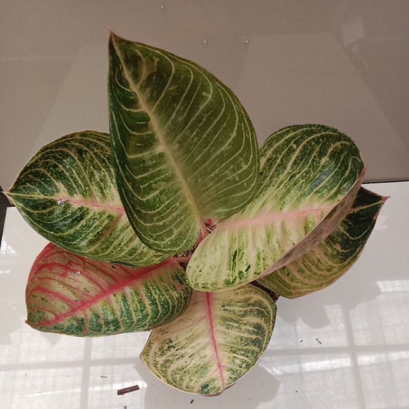 aglaonema moonlight
