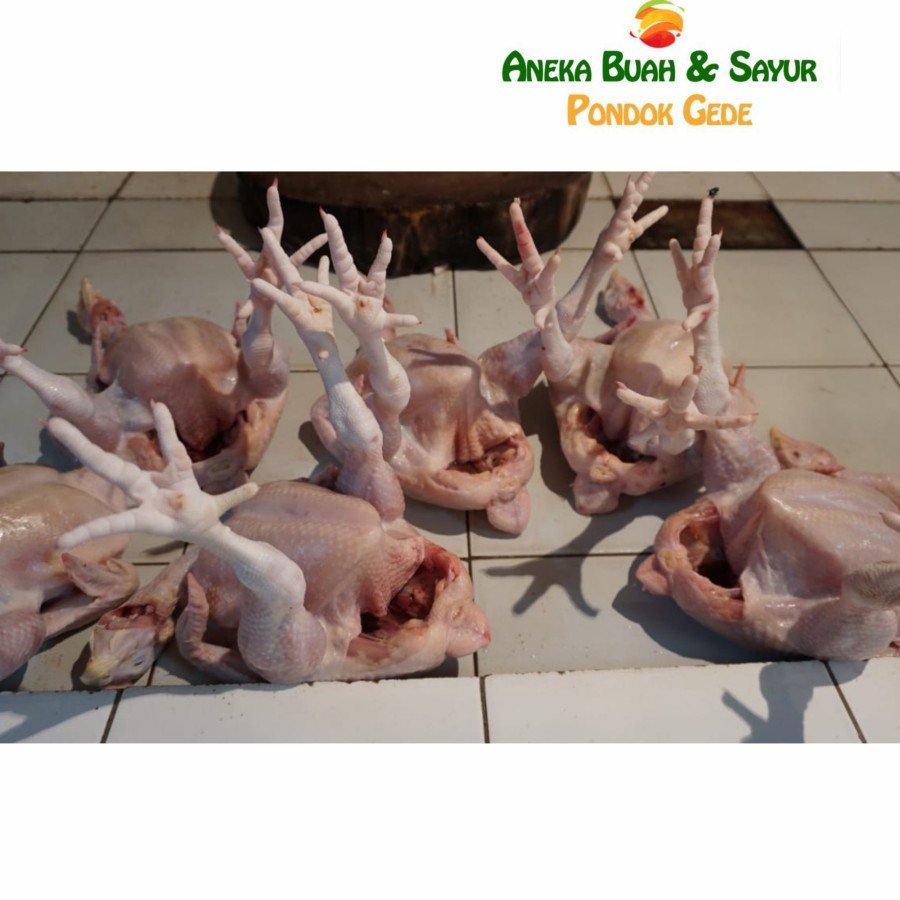 

Ayam Potong Segar 1kg