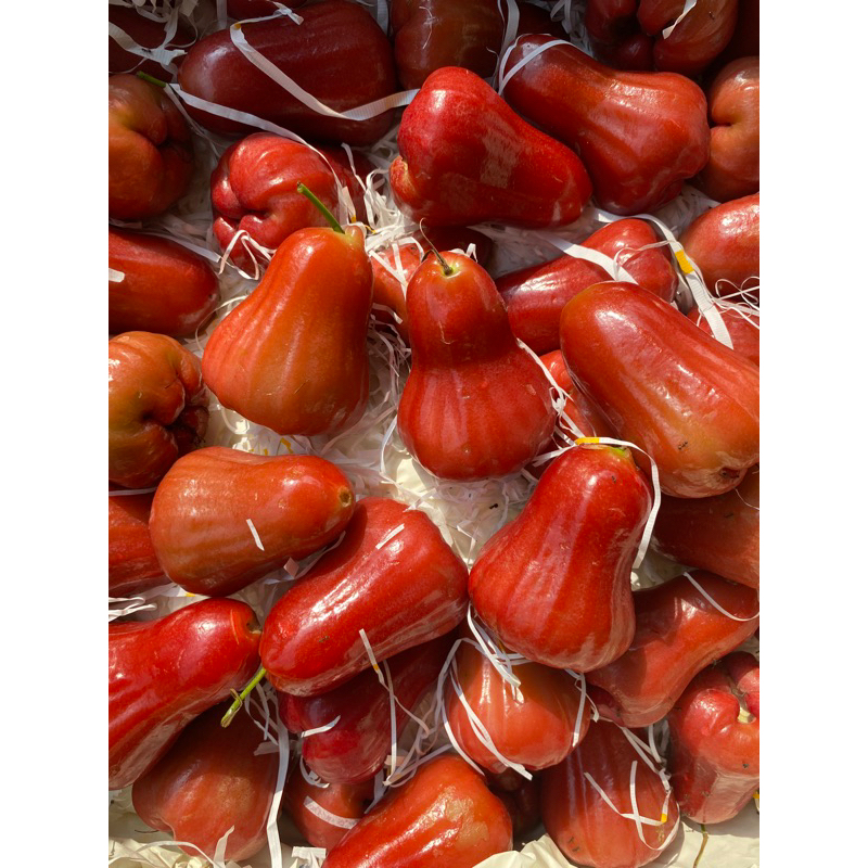 

Jambu Air Citra