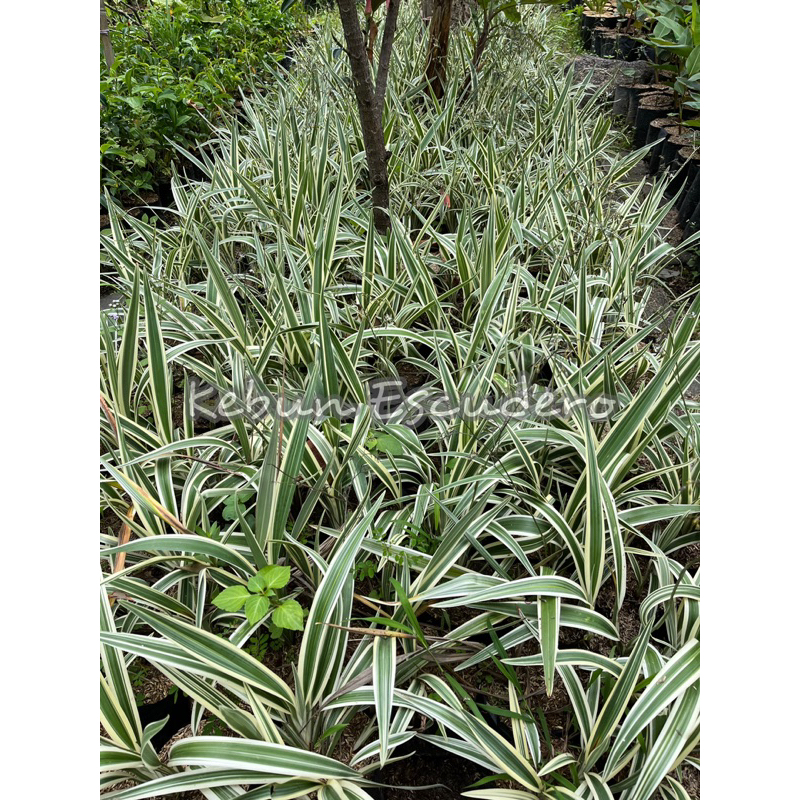 Tanaman Hias Pandanus Varigata | Pandan Varigata