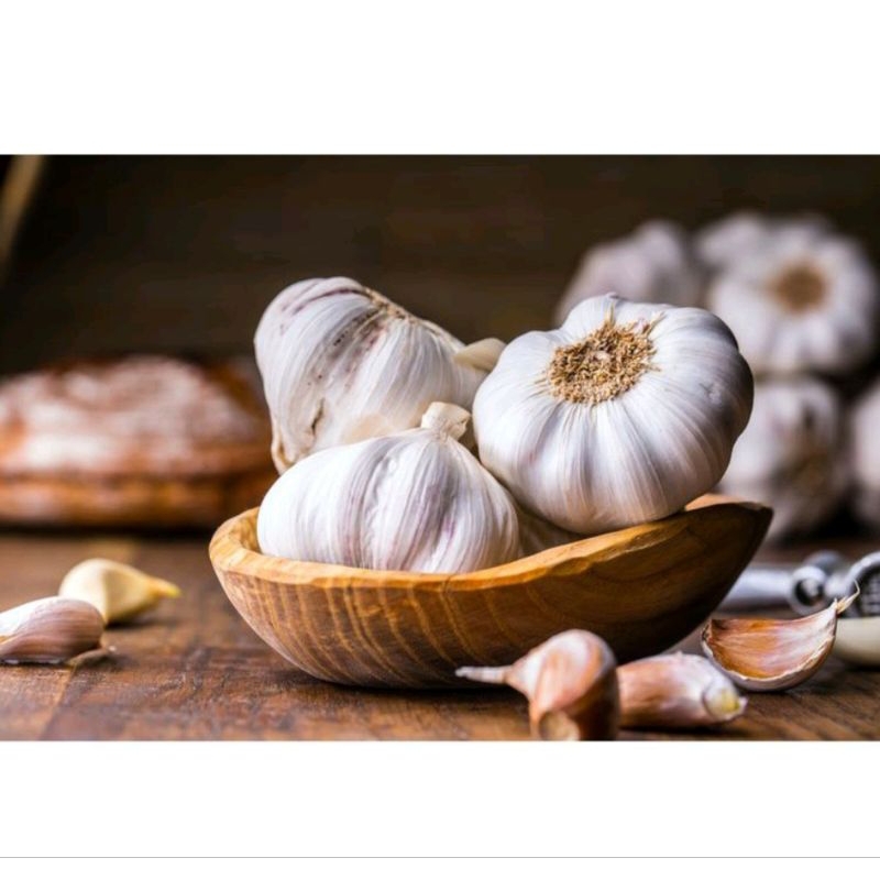 

bawang putih besar besar fresh