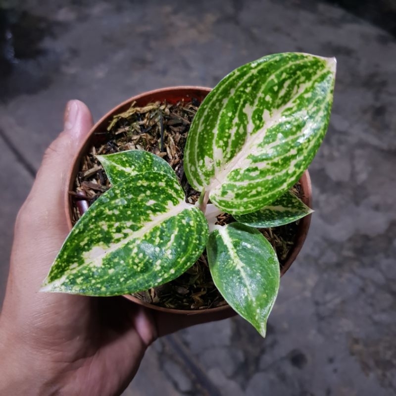 Baby Koleksian Aglaonema Widuri Tualng Merah