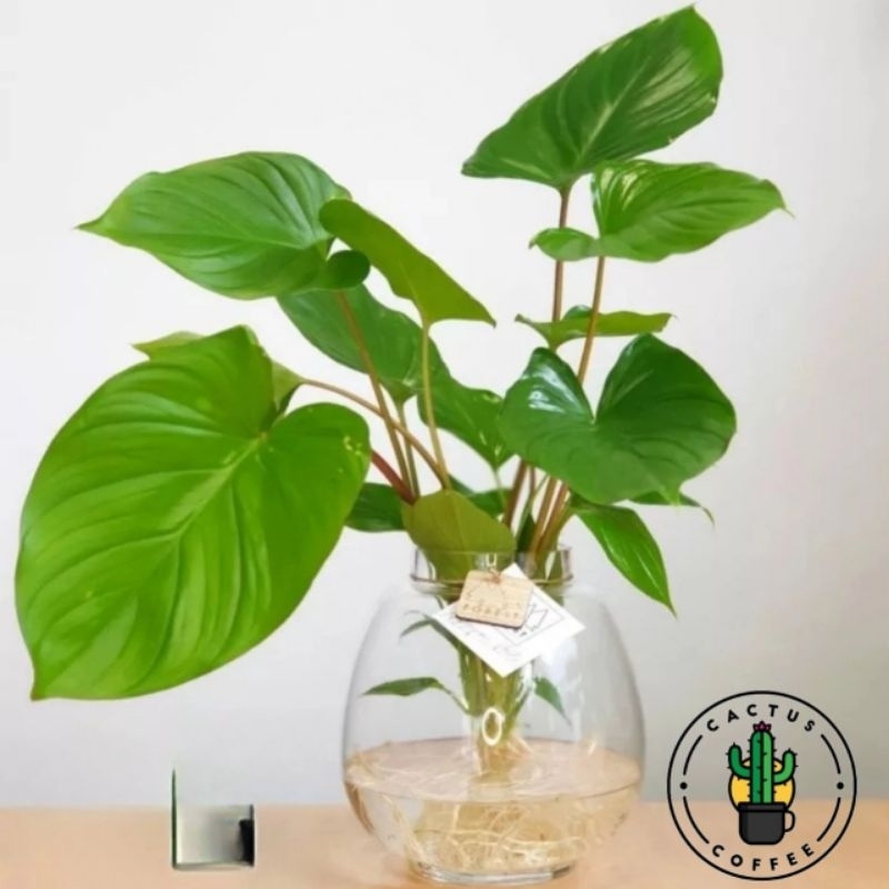 Tanaman Hias Hamalomena Bisa Hidup Di Air / Tanaman Hias Hidup Hamalomena / Tanaman Media Air Hamalo