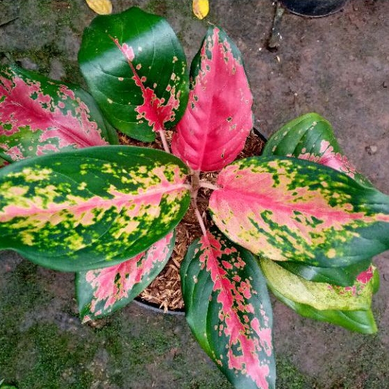 tanaman hias aglonema kocin camelon