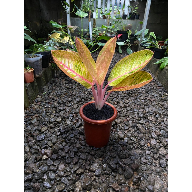 Aglonema goliath