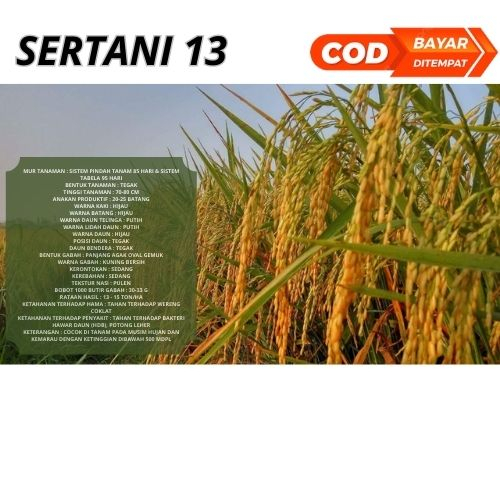 Benih Bibit Padi SERTANI 13 Bibit 5kg Berkualitas
