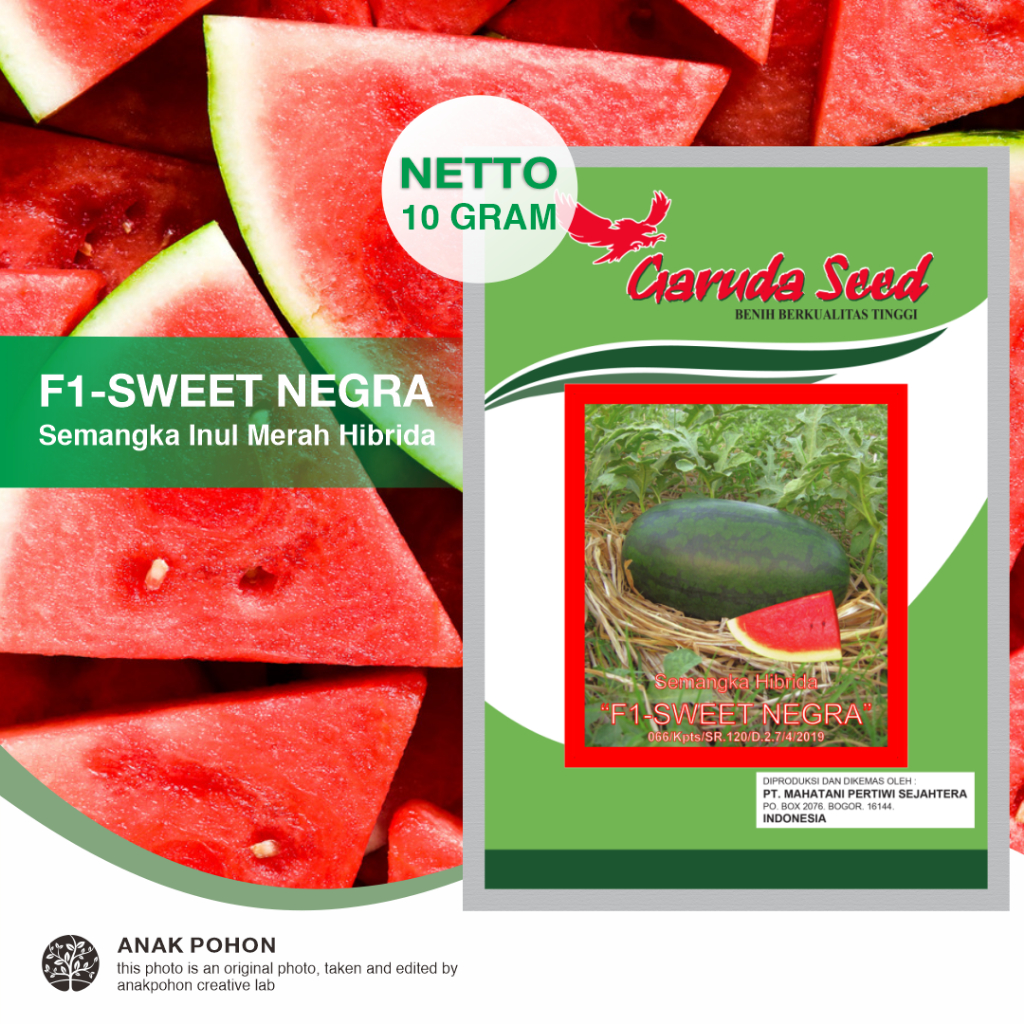 (1 PACK) Benih Semangka Inul Merah SWEET NEGRA F1 Hibrida Seeds - Garuda Seed - 10 GRAM