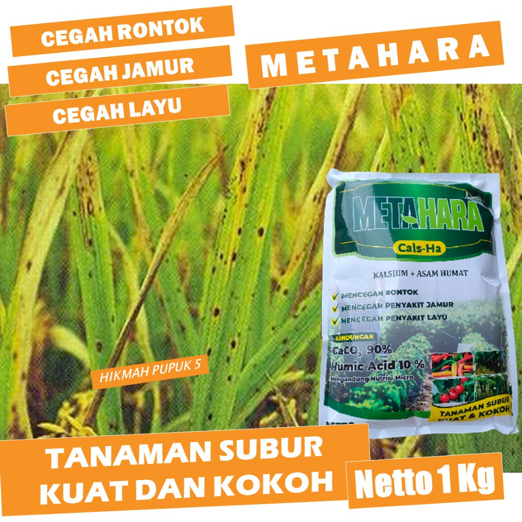 (PROMO) PUPUK BOOSTER PELEBAT PADI CEPAT BESAR DAN BERBOBOT Obat Organik Cair Melebatkan Daun Padi S