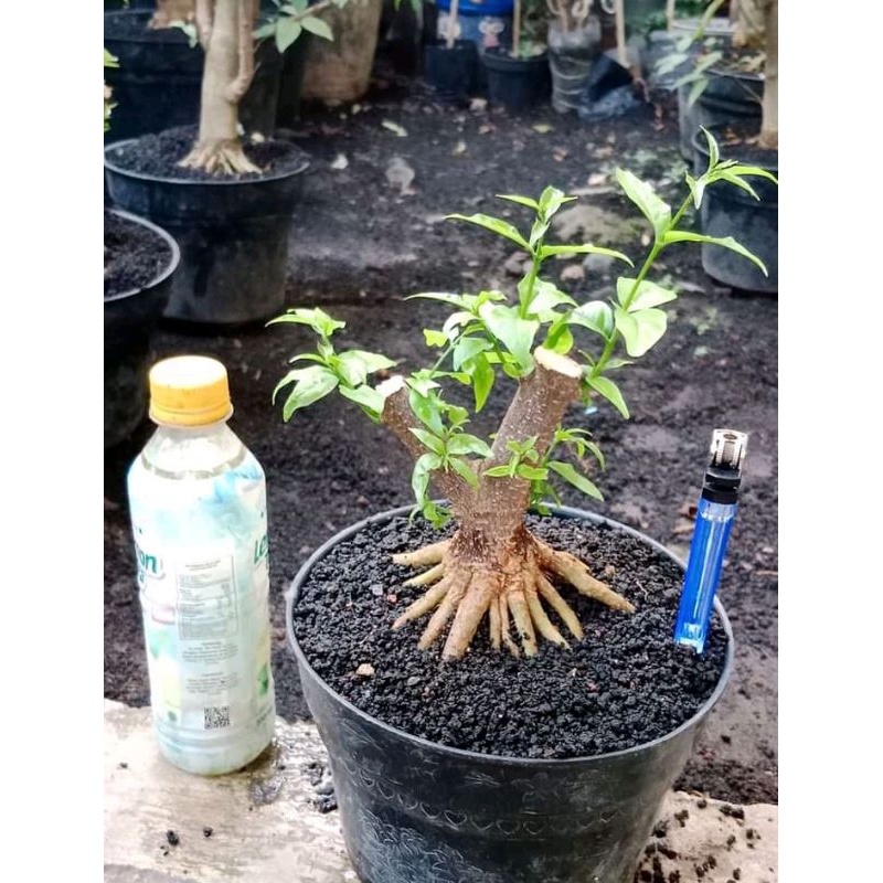 bahan bonsai anting putri prokar (program akar)