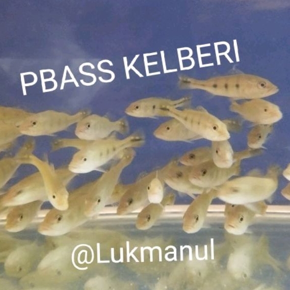 Ikan Pbass Kelberi