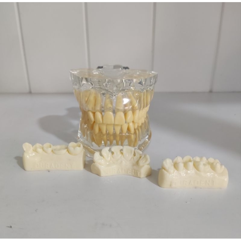 Duradent model gigi Dental Study Model Phantom Gigi bisa di lepas transparan
