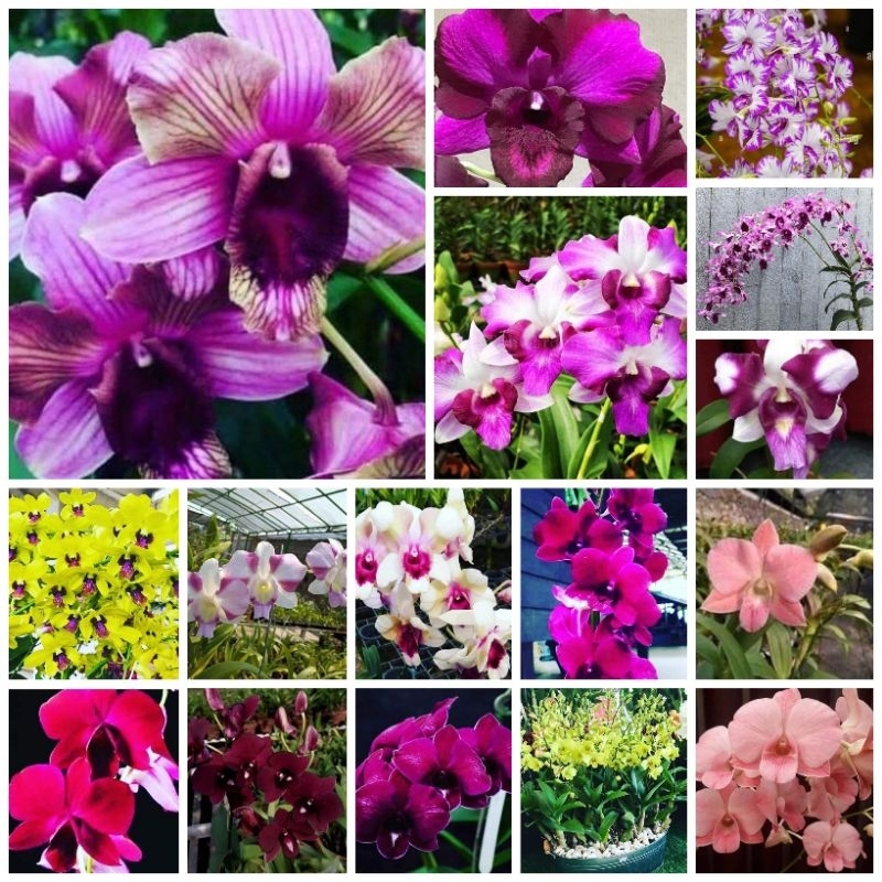 PROMO Anggrek Dendrobium Remaja Jumbo Siap bunga sdh tutup daun Murah clone import Bangkok Original Plant
