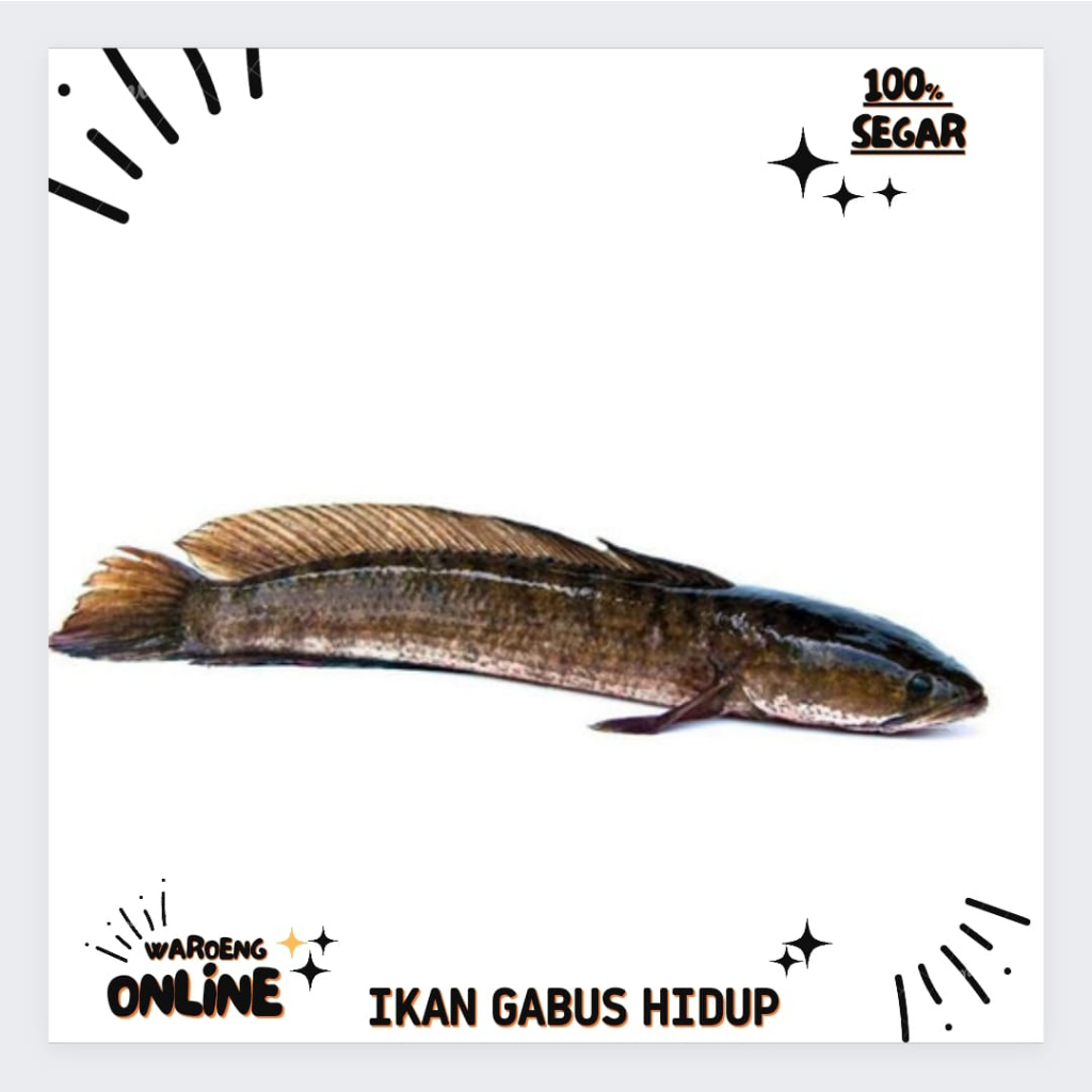 

Ikan Gabus Hidup Segar 500gr