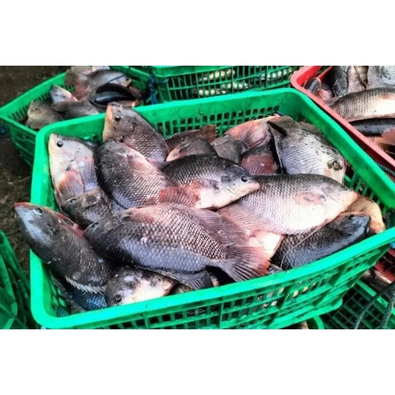 

Ikan gurame kiloan