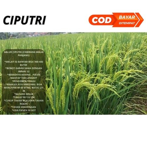 Benih Padi Unggul Ciputri / Bibit Padi Ciputri Berkualitas Kemasan 5kg