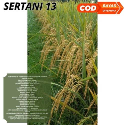 Benih Bibit Padi SERTANI 13 1kg Berkualitas
