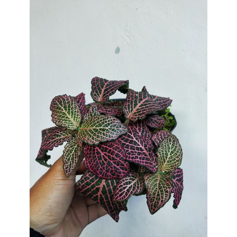 tanaman fitonia pink