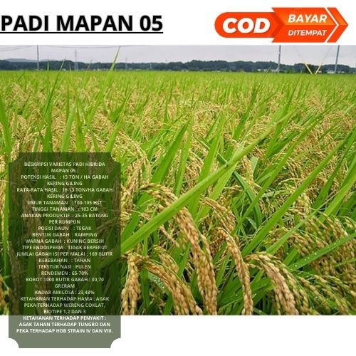 Benih Bibit Padi Mapan 05 Berkualitas