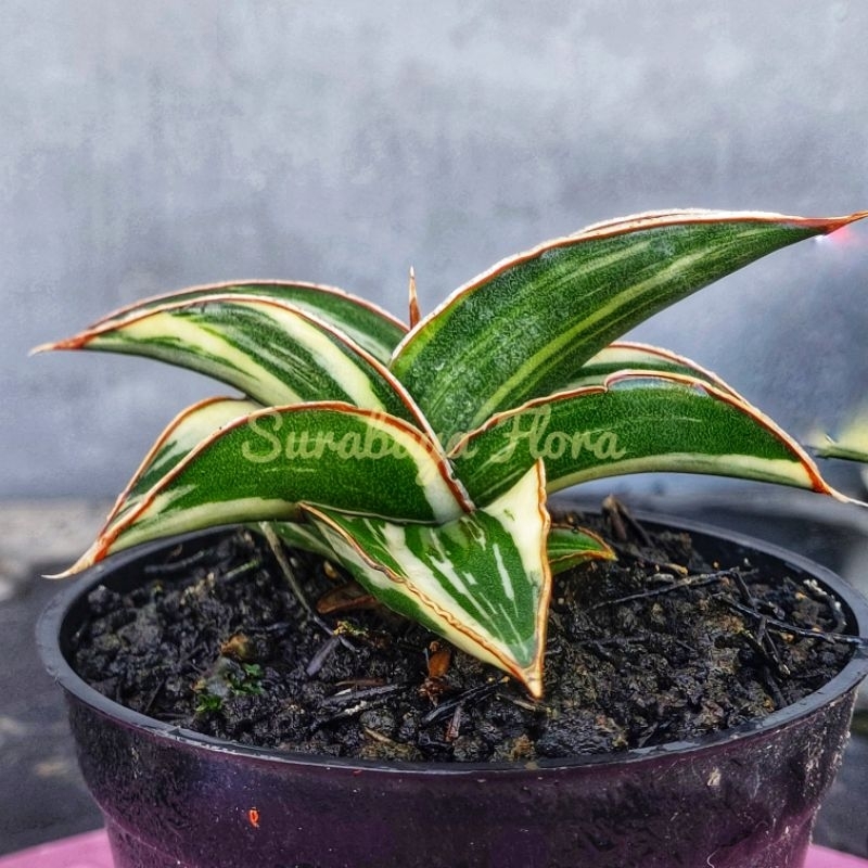 Sansivera Robusta dwarf Varigata Putih
