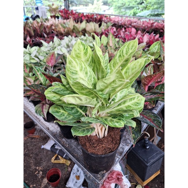 Aglonema soft green rumpun size jumbo