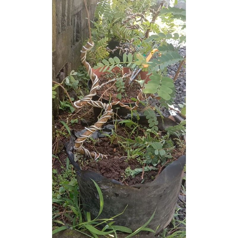 Bahan bonsai Asem meliuk liuk