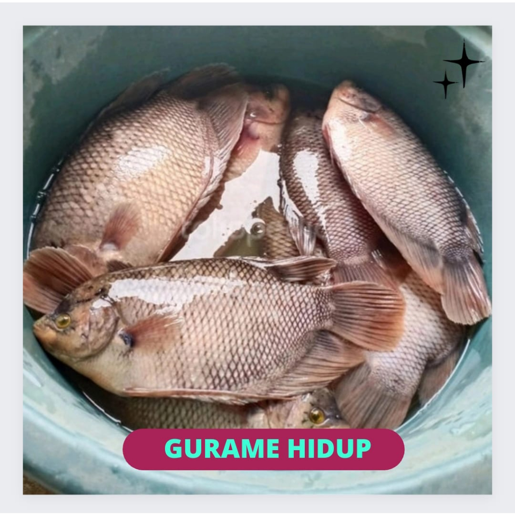 

Ikan Gurame Hidup Segar 1Kg