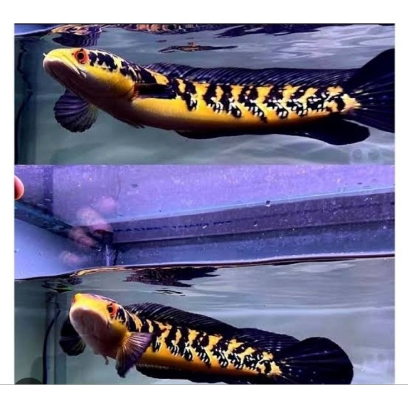 channa yellow sentarum/ ys maru 14 16 cm bahan batik