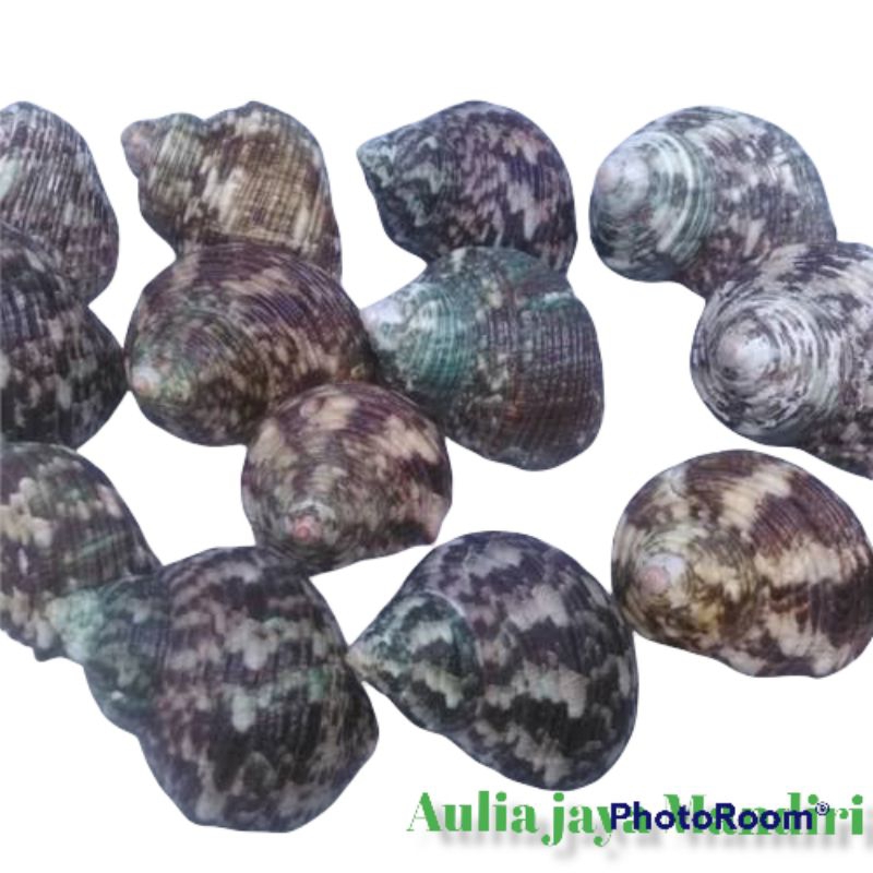Cangkang Kerang Keong Turbo Laut Asli Alami Dari Alam /1 kg Random