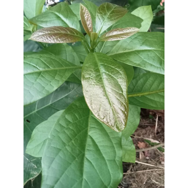 

Daun alpukat segar 500 gr