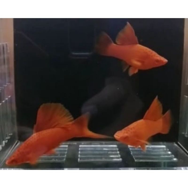 BLOODRED FIRECRACKER FC PLATY