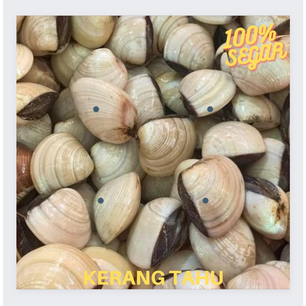 

Kerang Tahu Segar 500gr