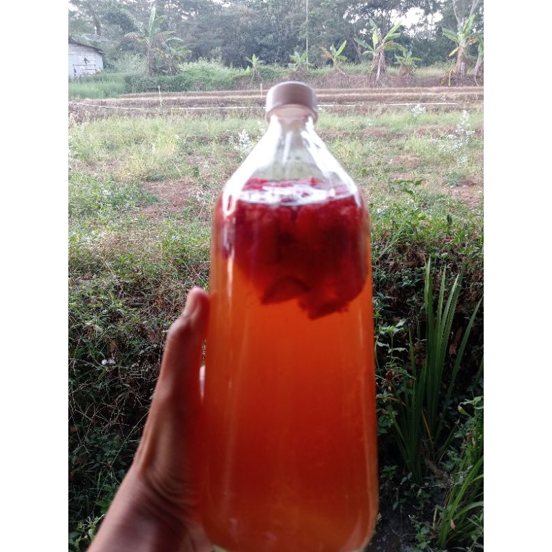 KOMBUCHA STRAWBERRY MINT 250 ml minuman probiotik fermentasi