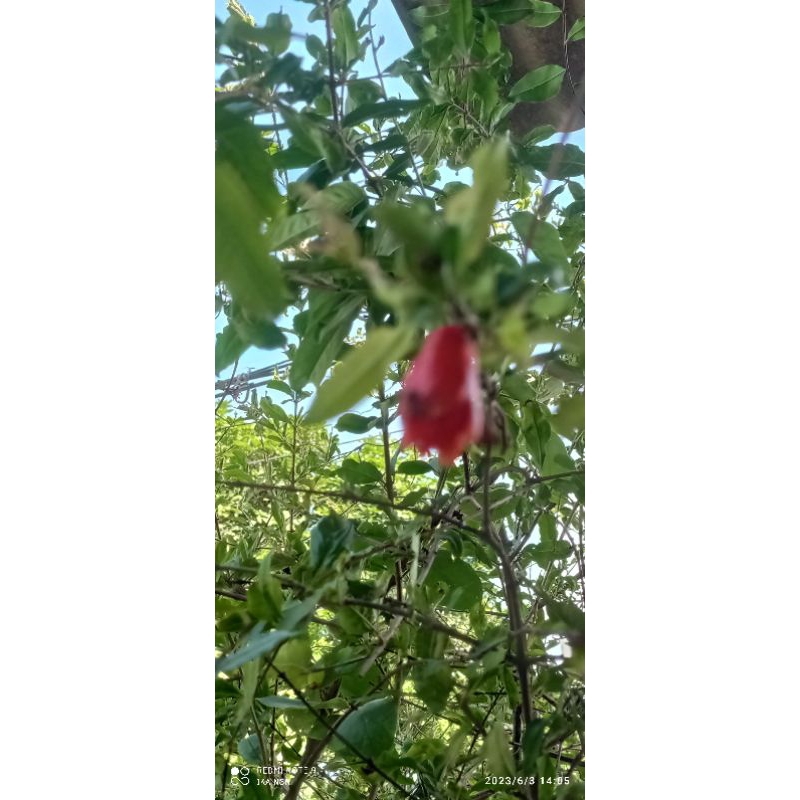 bibit delima merah mesir