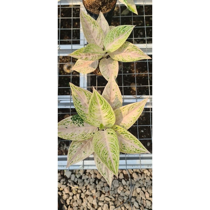 aglaonema legacy violet