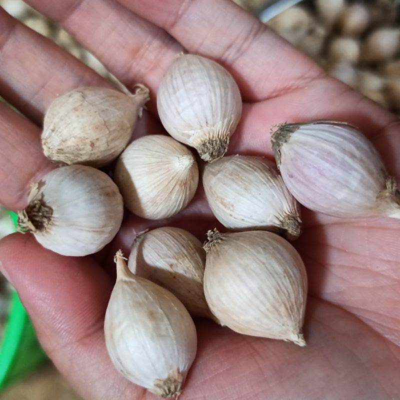 

Bawang Putih Tunggal Lokal / Bawang Putih Lanang Lokal 1.000 gram (1 kg)